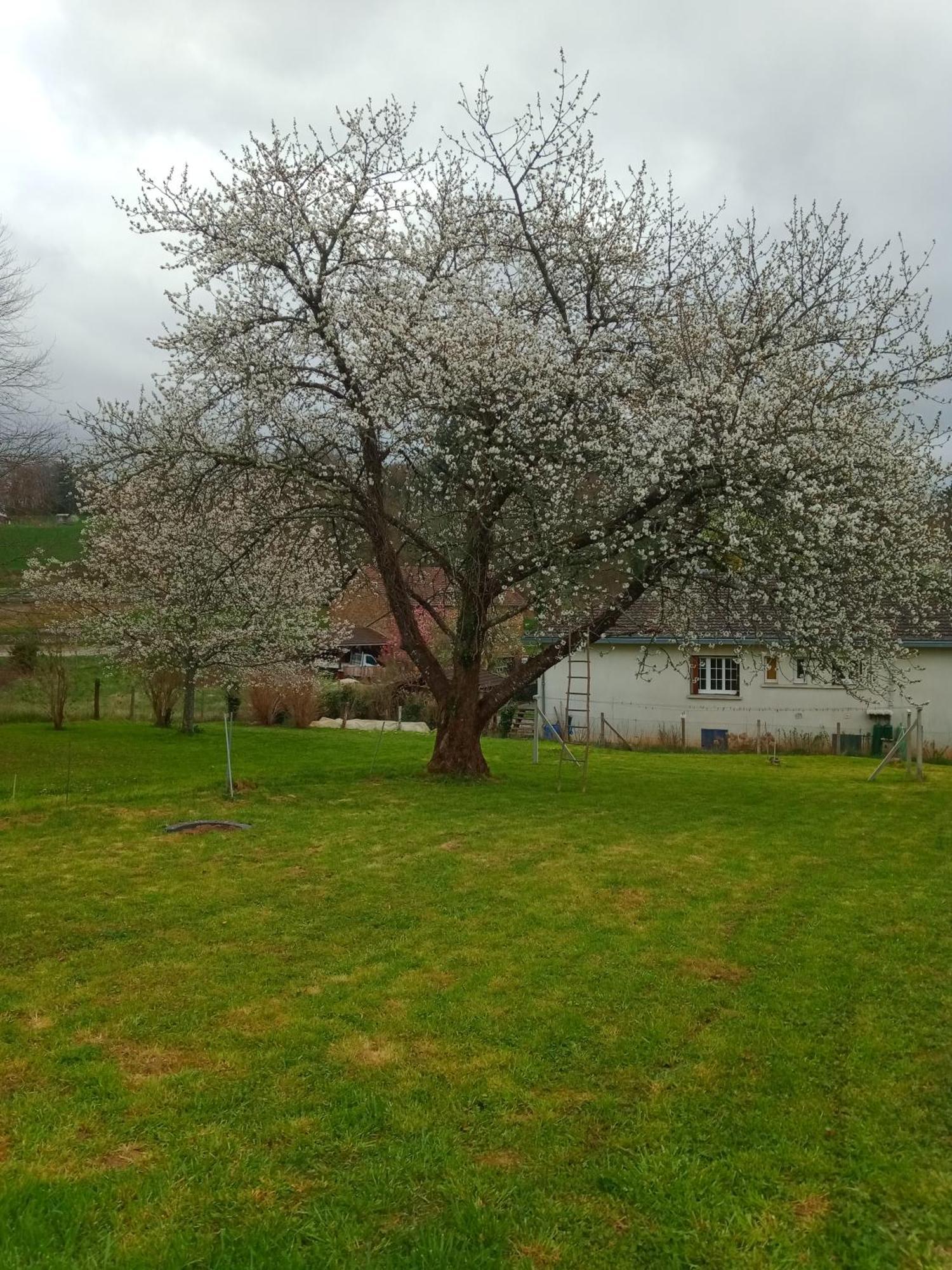 Cherry Blossom House Bujaleuf 외부 사진